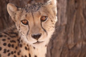 Close up of cheetah mum