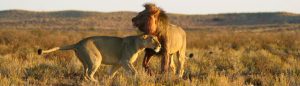 Honeymoon safari lions