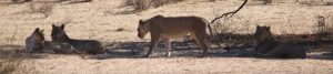 Only 500 metres down the river a pride of resting lions - thankfully they never realised the cheetah and her cubs were there