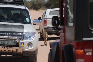 Cheetah using cars to stalk