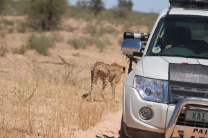 Cheetah using cars to stalk