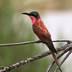 Birdlife in Kruger - Southern Carmine Bee-Eater