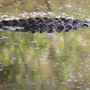 Birding in Kruger - Lake Panic crocodile