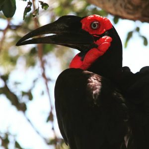 Birding in Kruger - Ground hornbill