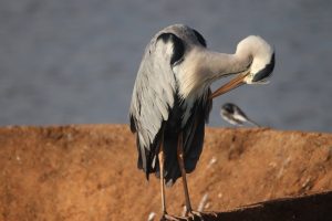 Birdlife in Kruger - Grey heron Birdlife in Kruger - Grey heron