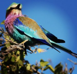 Birdlife in Kruger - Lilac-breasted roller