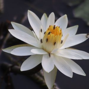 Birdlife in Kruger - Lake Panic water lily