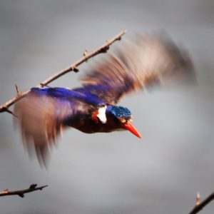Birding in Kruger - Malachite kingfisher