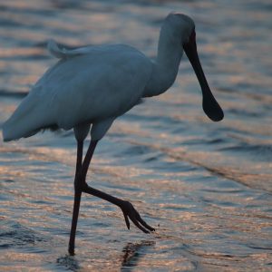 Birdlife in Kruger - Spoonbill