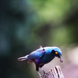 Birdlife in Kruger - Cape Glossy Starling Birdlife in Kruger - Cape Glossy Starling