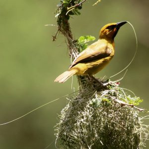 Birdlife in Kruger - Spectacled weaver