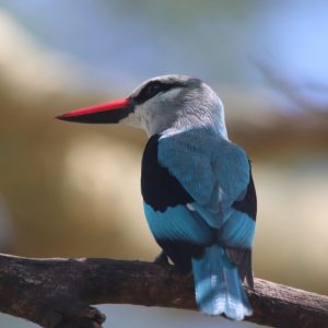 Birdlife in Kruger - woodland kingfisher