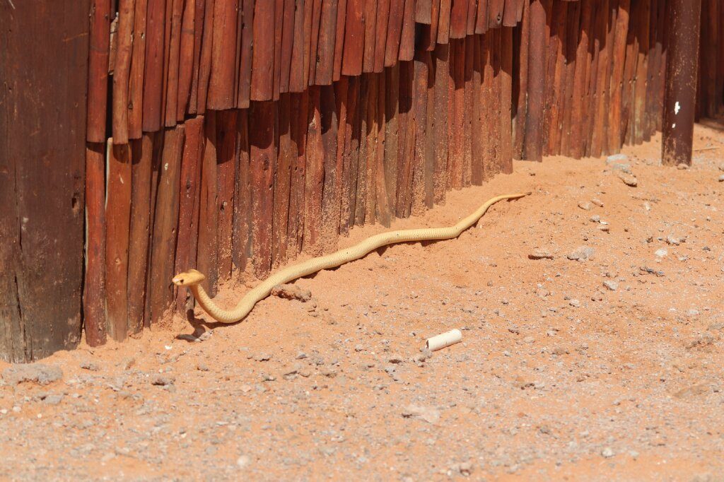 Cobra, Kgalagadi, South Africa