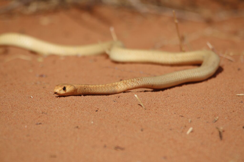 Cape Cobra at Gharagab Wilderness Camp, Kgalagadi, South Africa