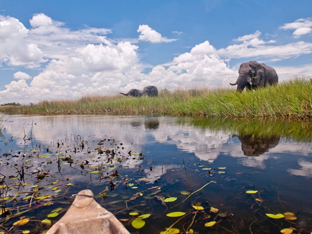Okavango Delta camping, Eastern Delta Delight, elephant encounter