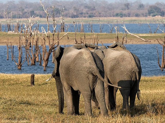 Elephants at Hippo Bay, Kafue National Park