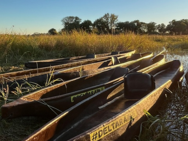 Mekoro in the Eastern Okavango Delta