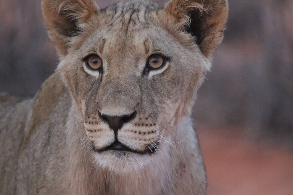 Close encounter with an amazing lioness at Gharagab Wilderness Camp in the Kgalagadi