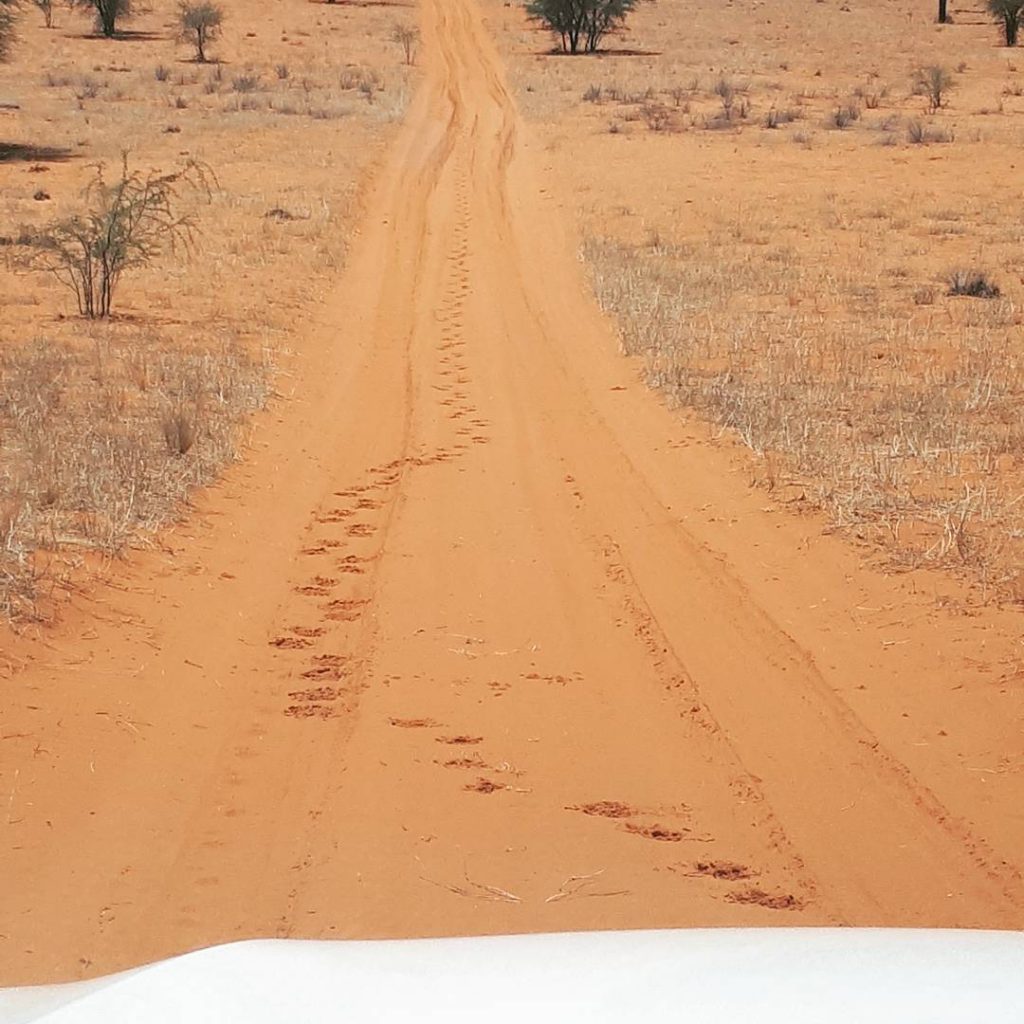 4x4 African adventure lion spoor, Kgalagadi, South Africa