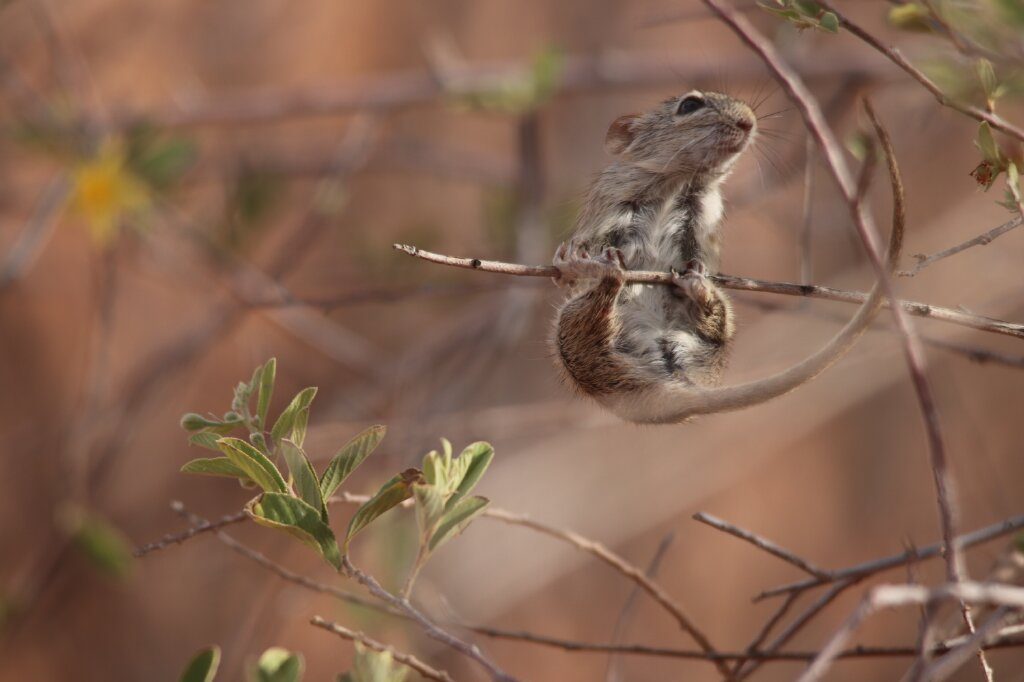 Kgalagadi mouse, South Africa