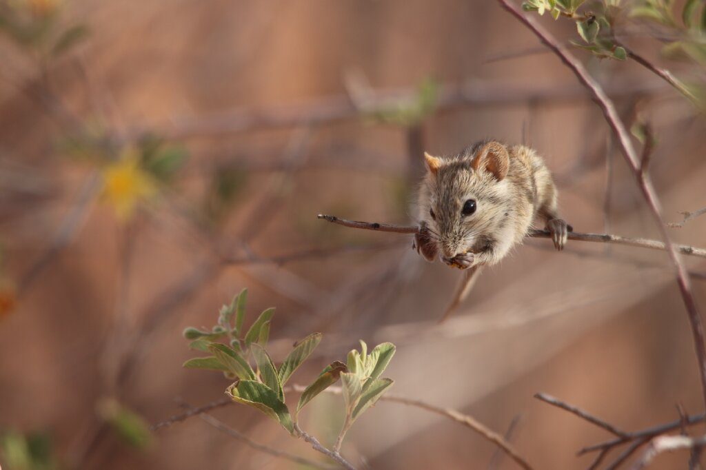 Kgalagadi mouse, South Africa