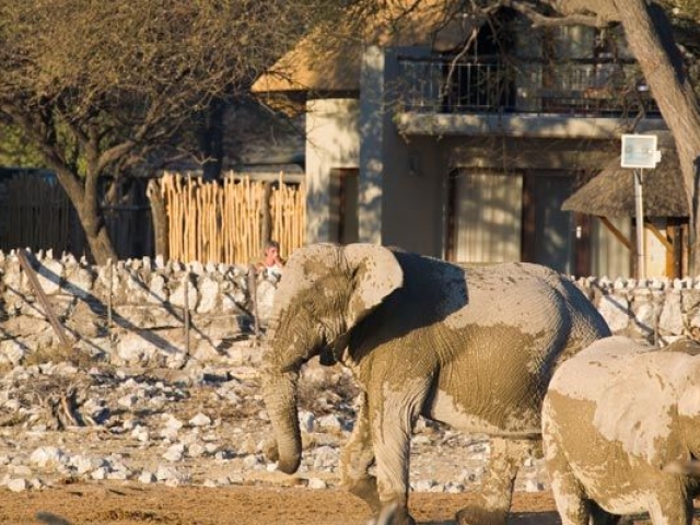 Okaukuejo Waterhole, Etosha National Park