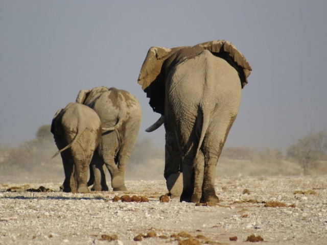 Elephant, Etosha National Park