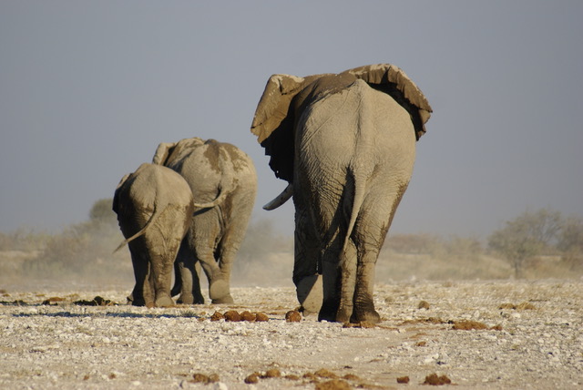 Etosha National Park, Namibia