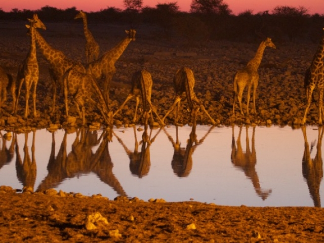Giraffe at waterhole, Etosha National Park