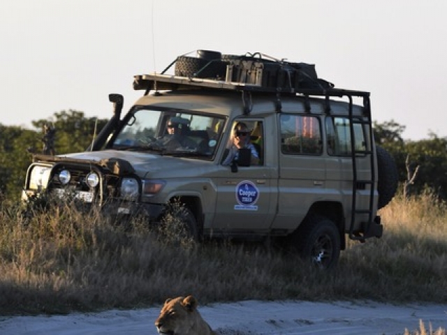 Lion, Moremi Game Reserve