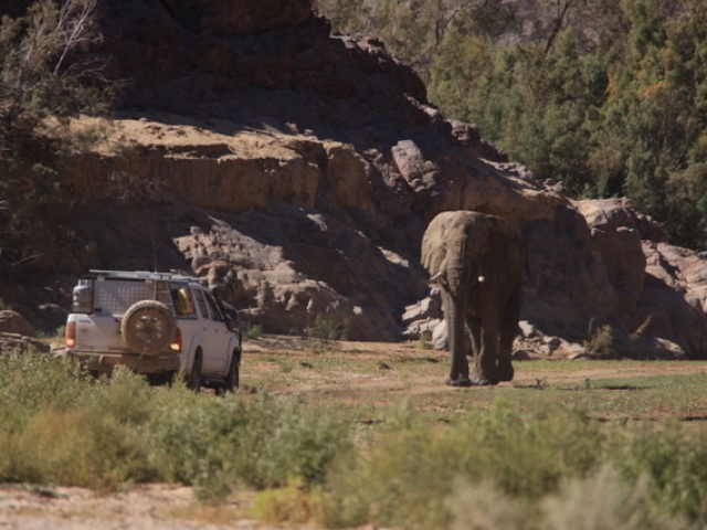 Elephant encounter, Puros Canyon