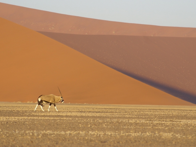 Gemsbok at Sossusvlei, Namib-Naukluft National Park