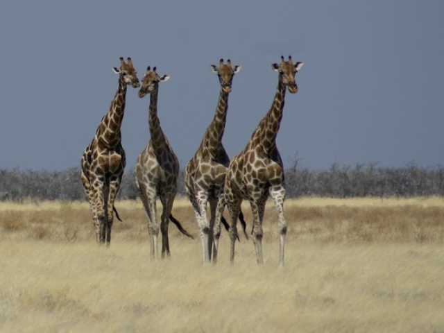 Giraffe, Etosha National Park