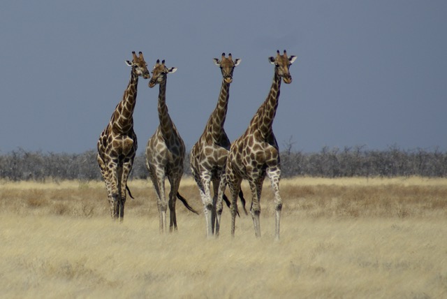 Etosha National Park, Namibia