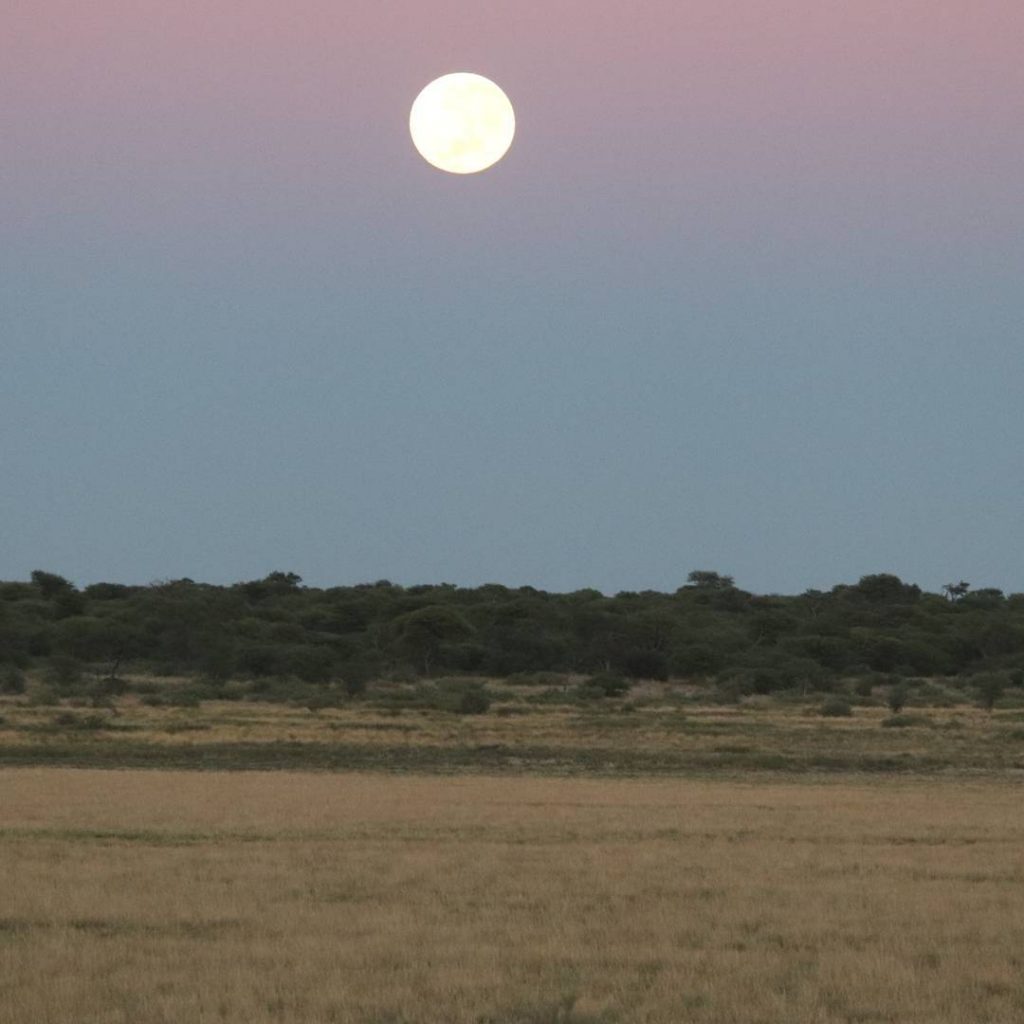 Self drive safari - full moon