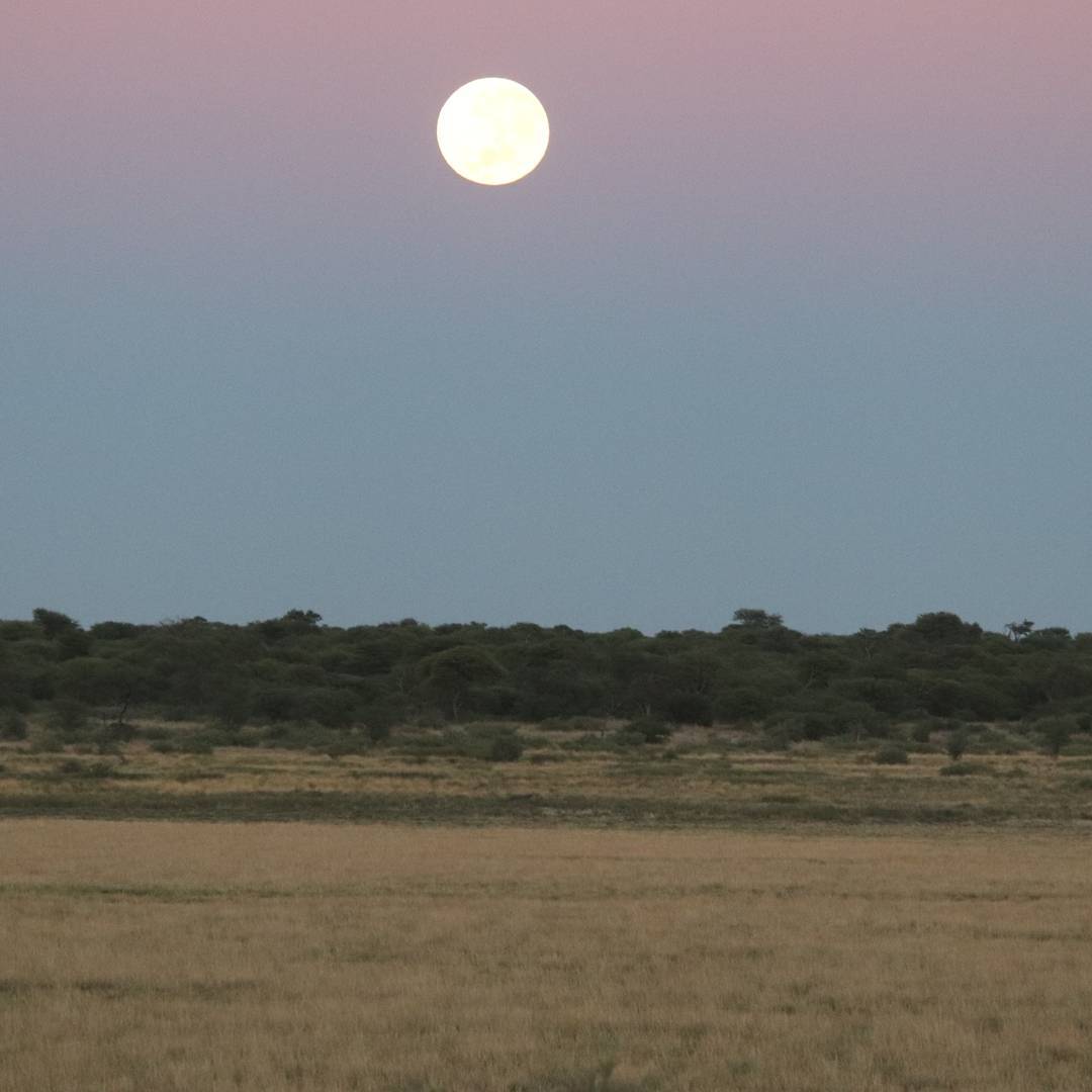 full moon safari