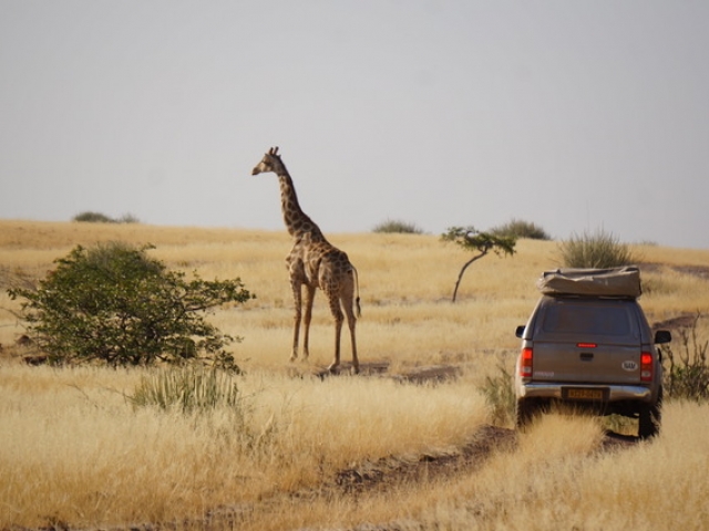Giraffe, Palmwag Reserve