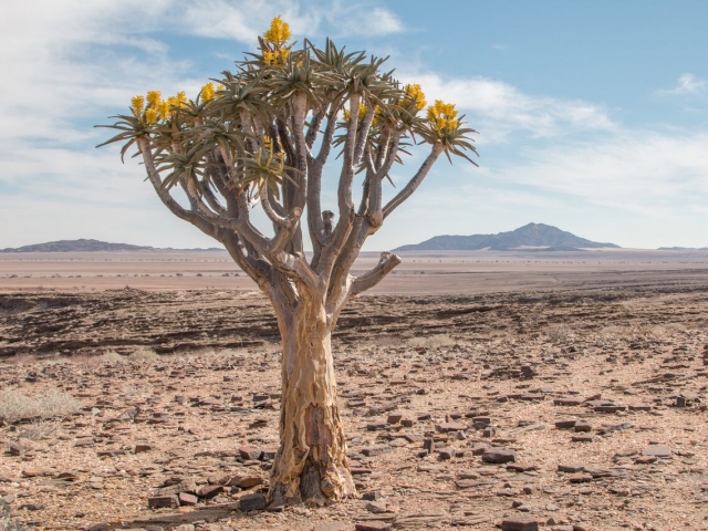 Quiver tree, Namibia