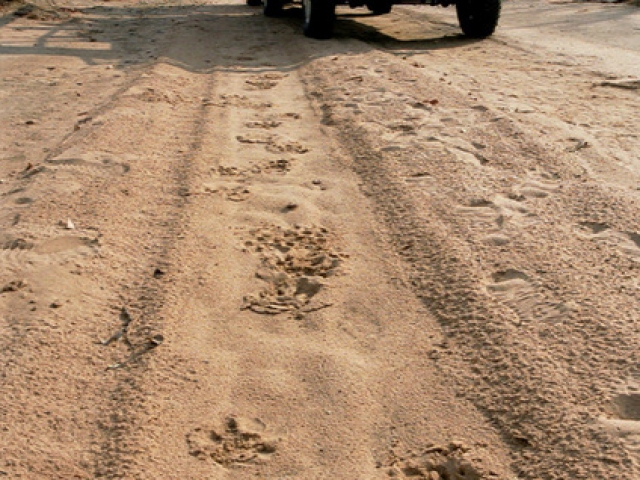 Essential Botswana, lion tracks