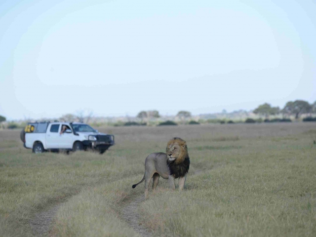 Lion, Savute (Chobe National Park)