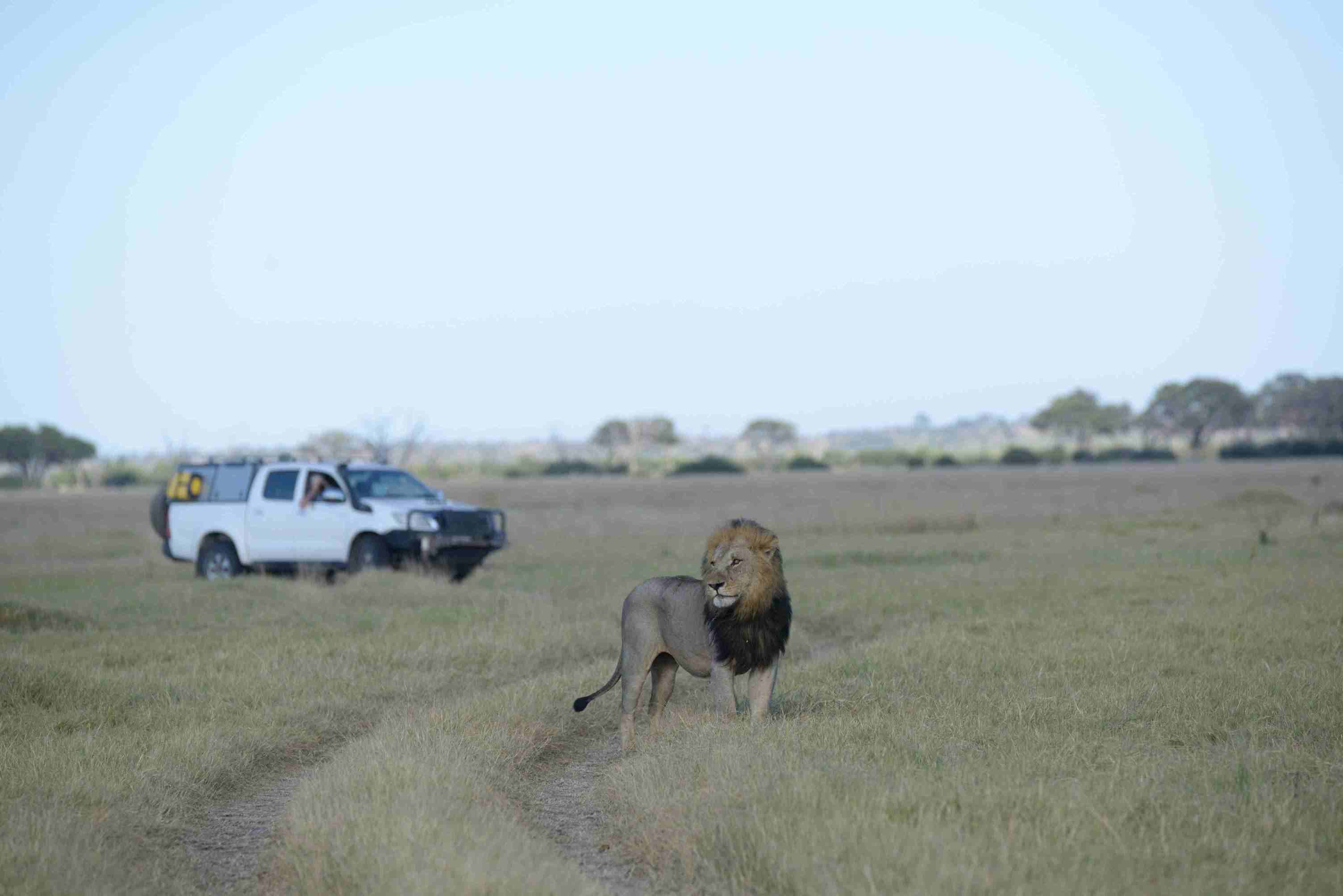 Lion, Savute (Chobe National Park)