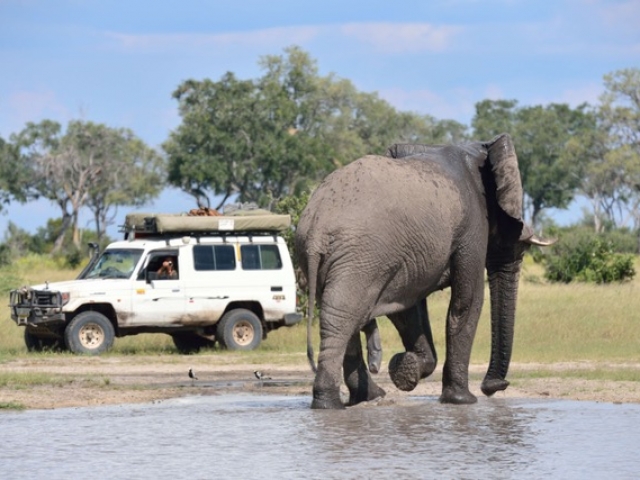 Elephant, Savute (Chobe National Park)