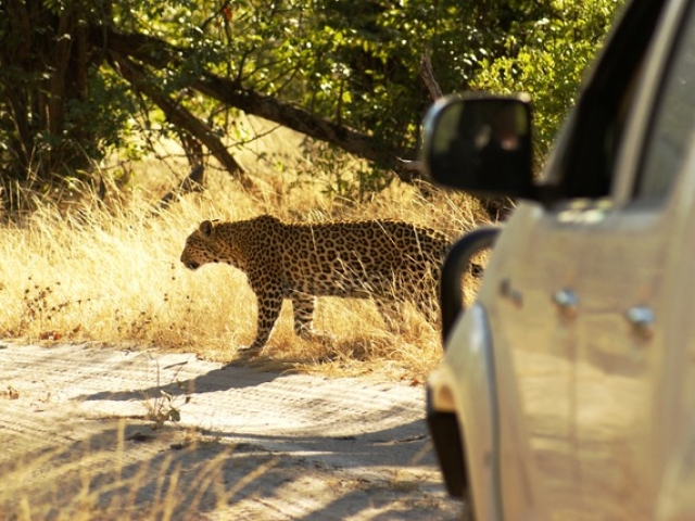 Leopard, Moremi Game Reserve