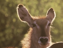 Waterbuck, Kruger National Park