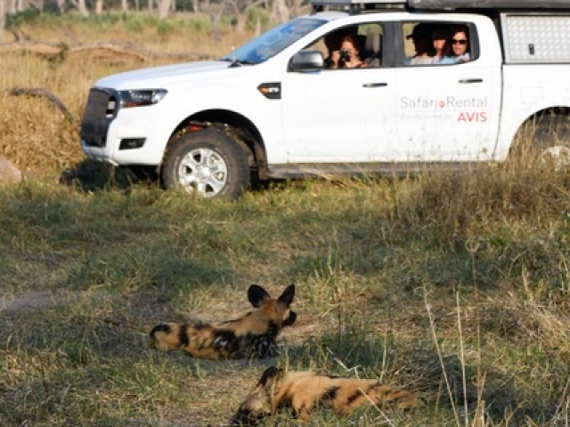 Wild dog, Moremi Game Reserve