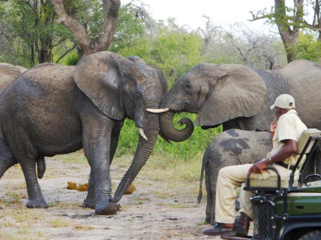 Elephant Plains Safari Lodge (Upgrade) - game drive