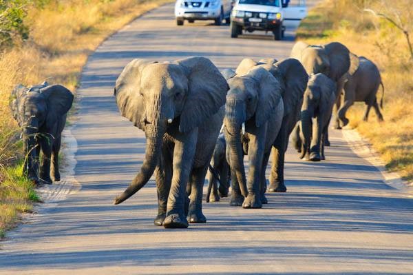 Kruger National Park, South AFrica