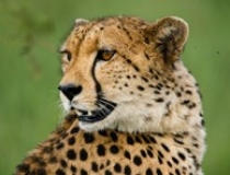 Cheetah, Kruger National Park, South Africa