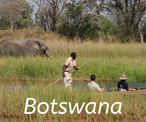 Travel itineraries southern Africa -Botswana,Leopard