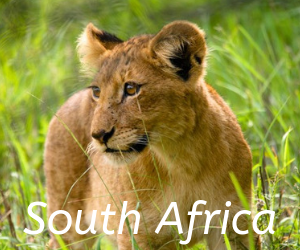 Travel itineraries southern Africa - South Africa, Lion